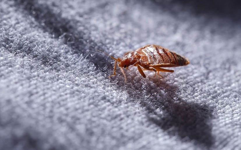 Bed Bugs How to Identify Them Before They Bite