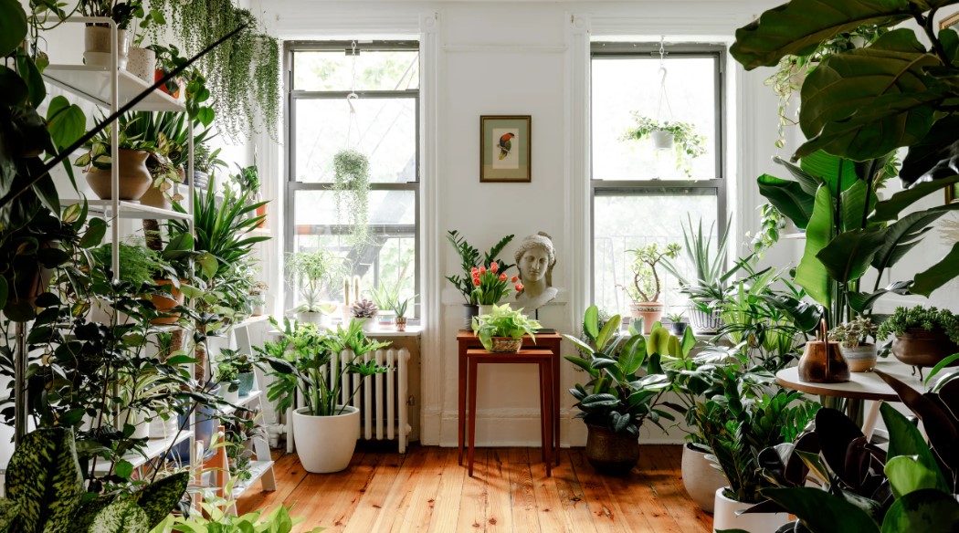 Can Indoor Plants Add Value to Your Home?