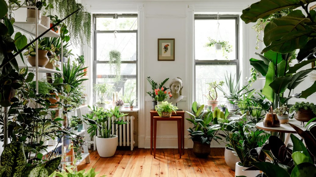 How to Decorate a Room Using Indoor Plants